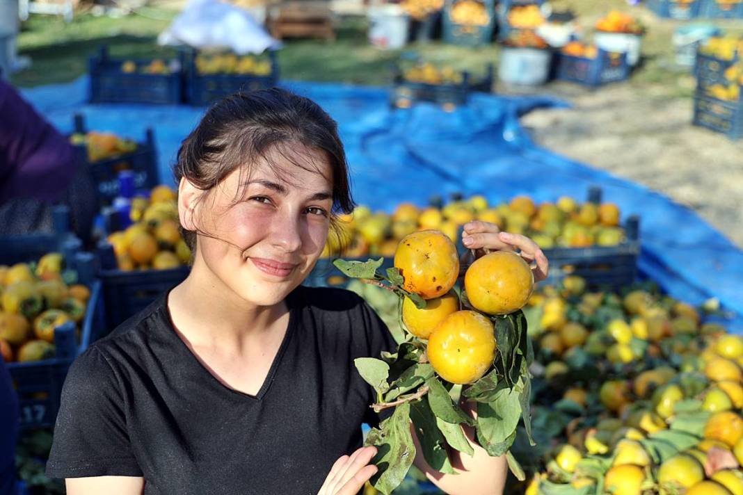 Bu meyvenin yaş kilosu 20 TL, kuru kilosu 200 TL! O köyün en büyük geçim kaynağı 1